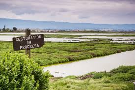 Restoring Wetlands Habitat