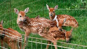 Wildlife Rehabilitation Center